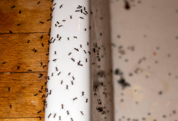 Best Spider Control Near Me  in Auburn, GA