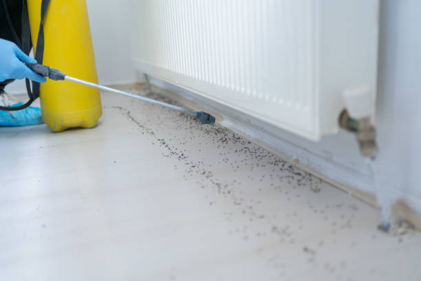 Best Mosquito Control Services  in Auburn, GA